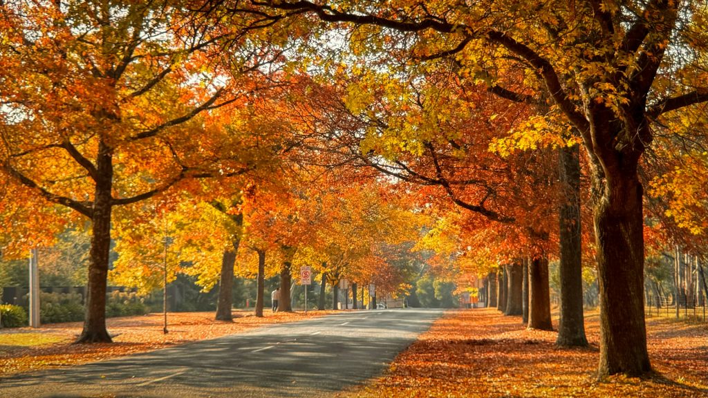 Der Ablauf einer Bestattung – Schritt für Schritt erklärt.